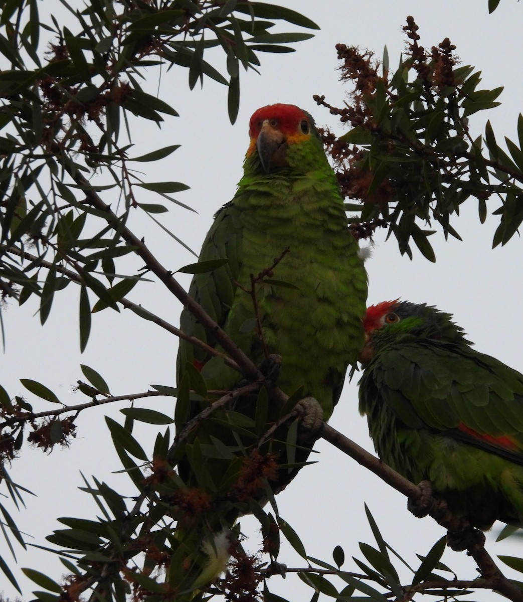Red-lored Amazon - ML642003822