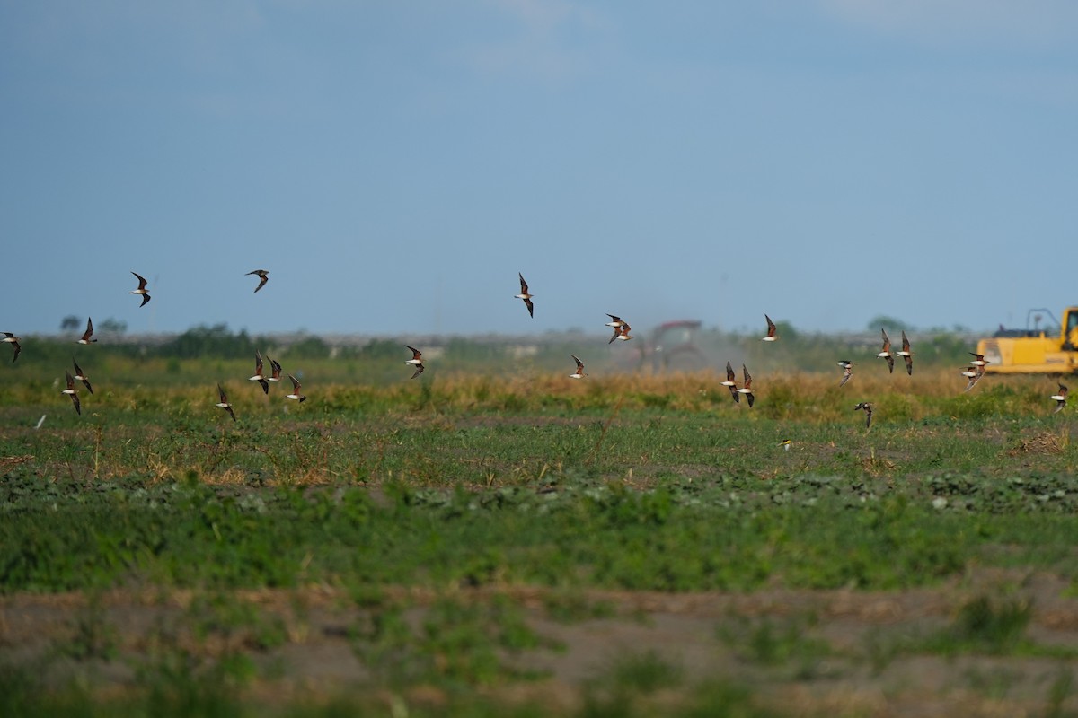 Oriental Pratincole - ML642003823