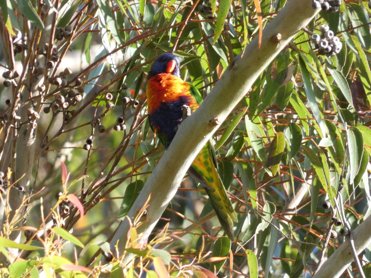 Rainbow Lorikeet - ML642003824