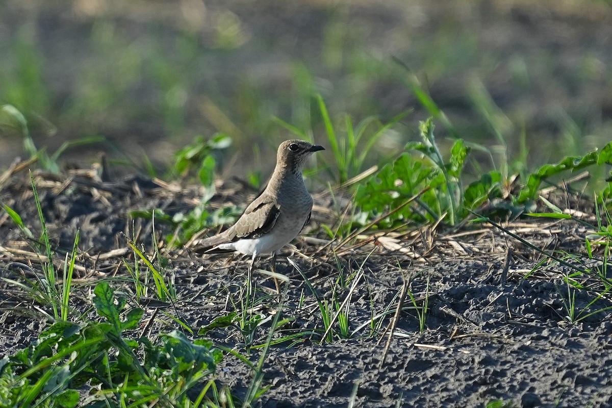 Oriental Pratincole - ML642003825