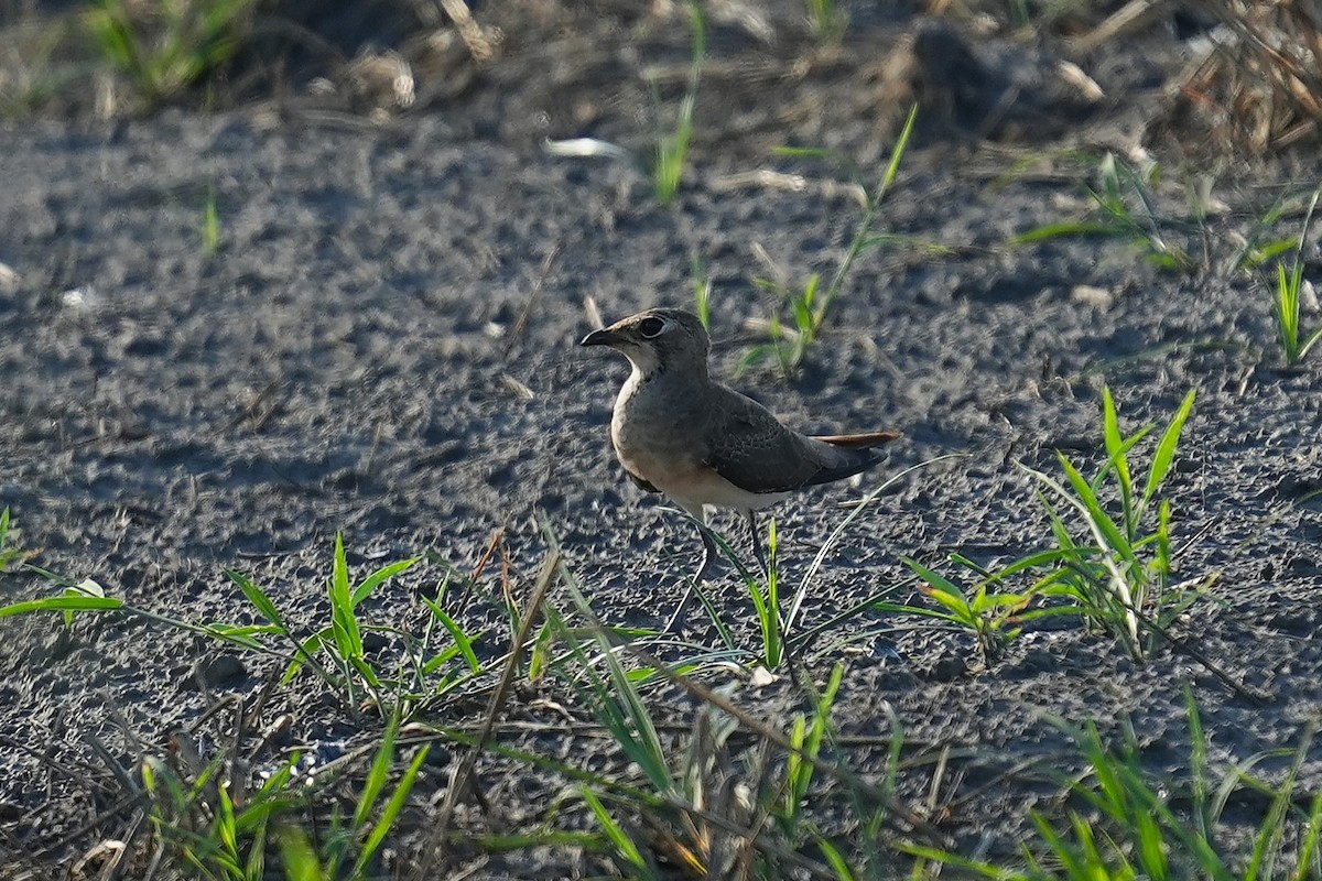 Oriental Pratincole - ML642003826