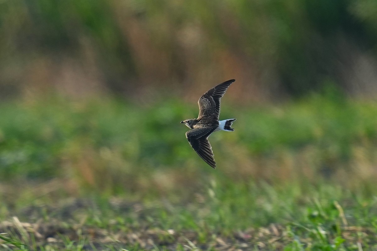 Oriental Pratincole - ML642003827