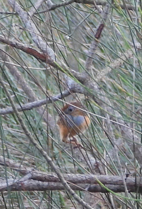 Southern Emuwren - ML642003828