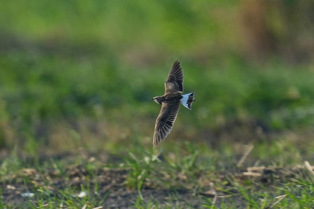Oriental Pratincole - ML642003830