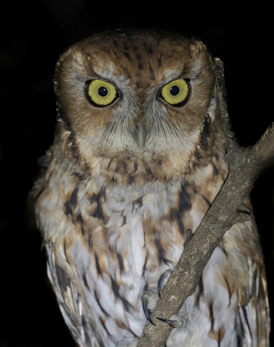 Eastern Screech-Owl - ML642003831