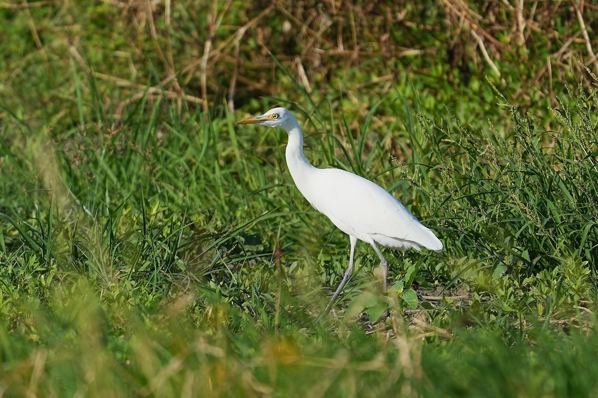 Eastern Cattle-Egret - ML642003832