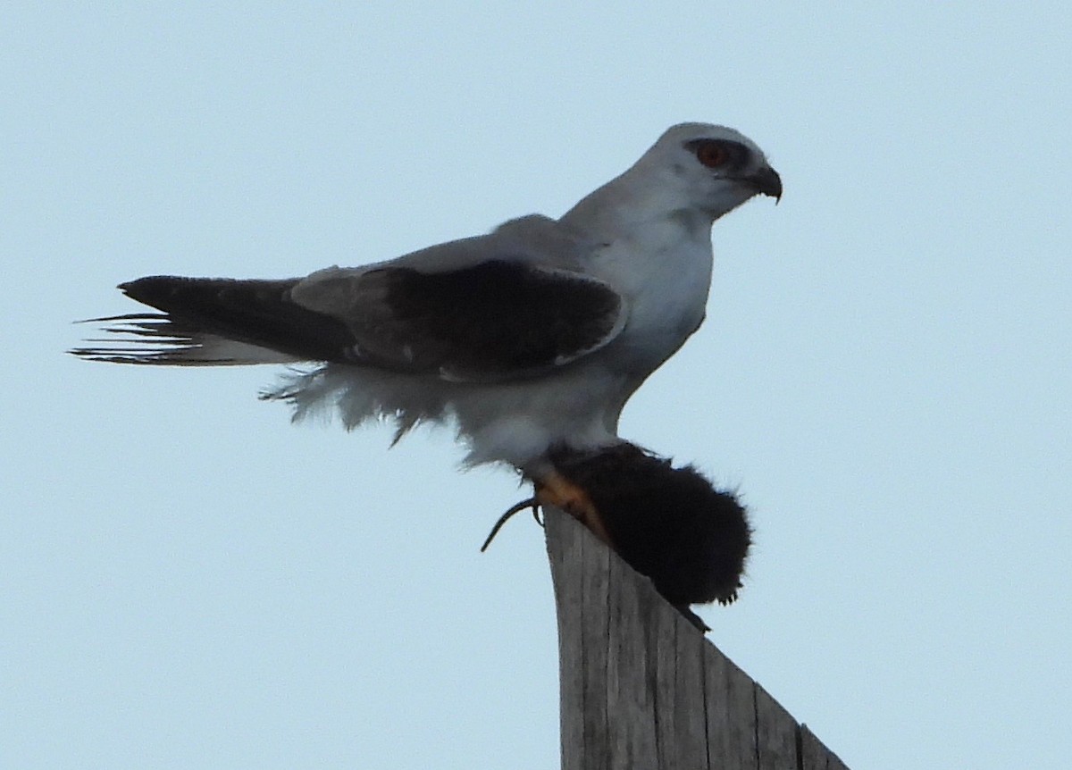 Black-shouldered Kite - ML642003833