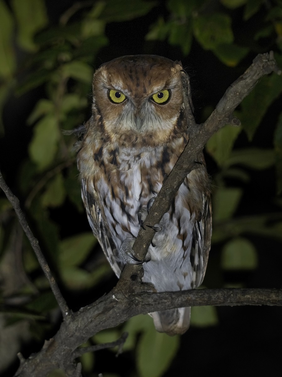 Eastern Screech-Owl - ML642003834