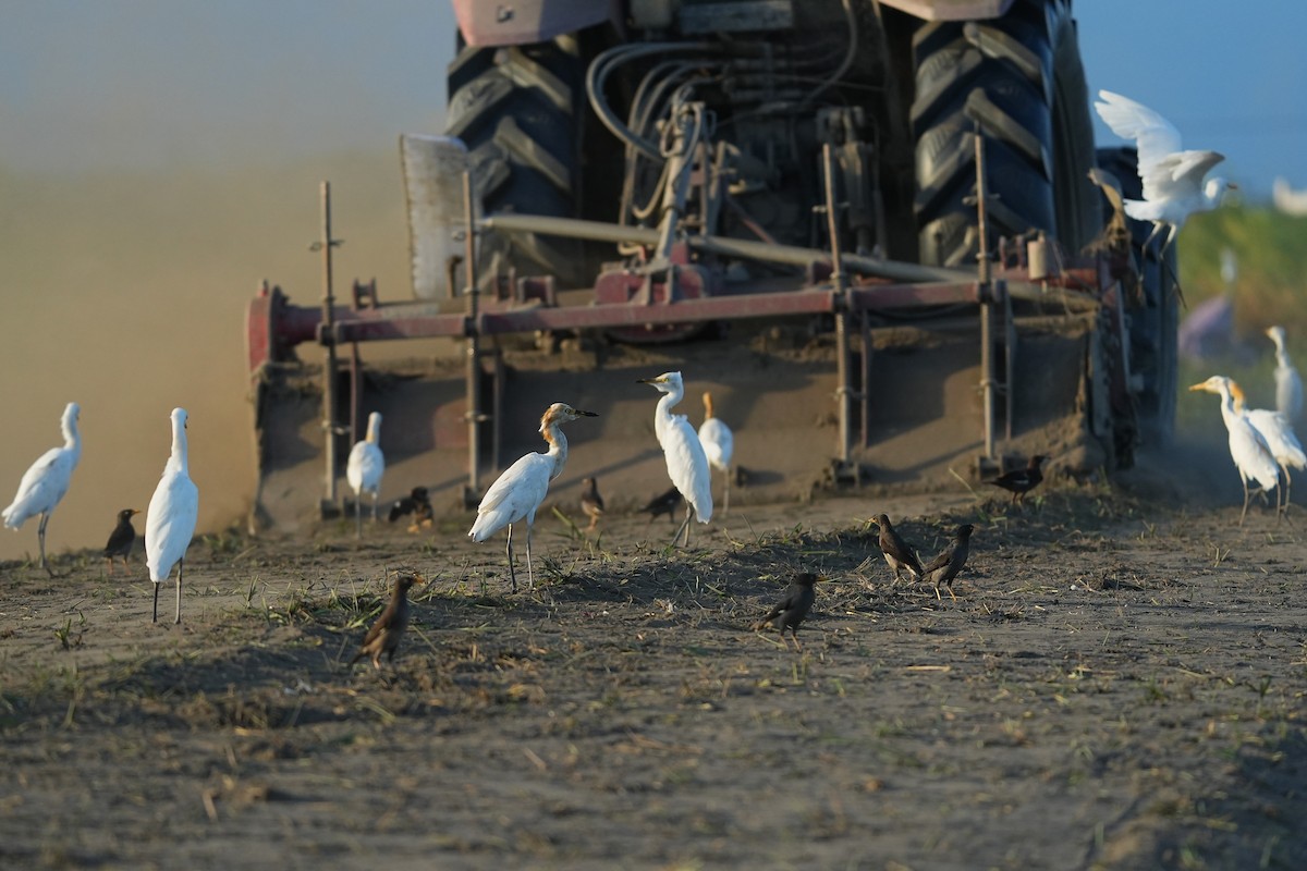 Eastern Cattle-Egret - ML642003835