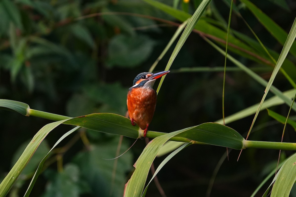 Common Kingfisher - ML642003838