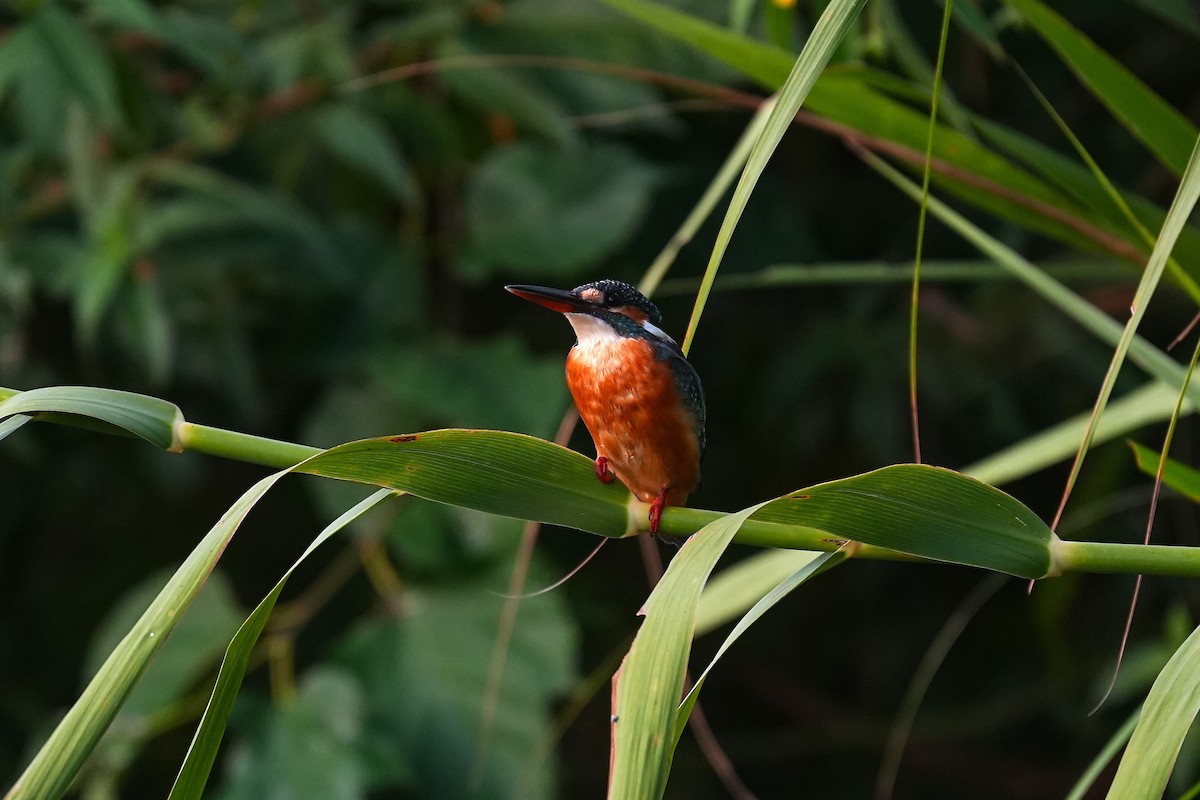 Common Kingfisher - ML642003839