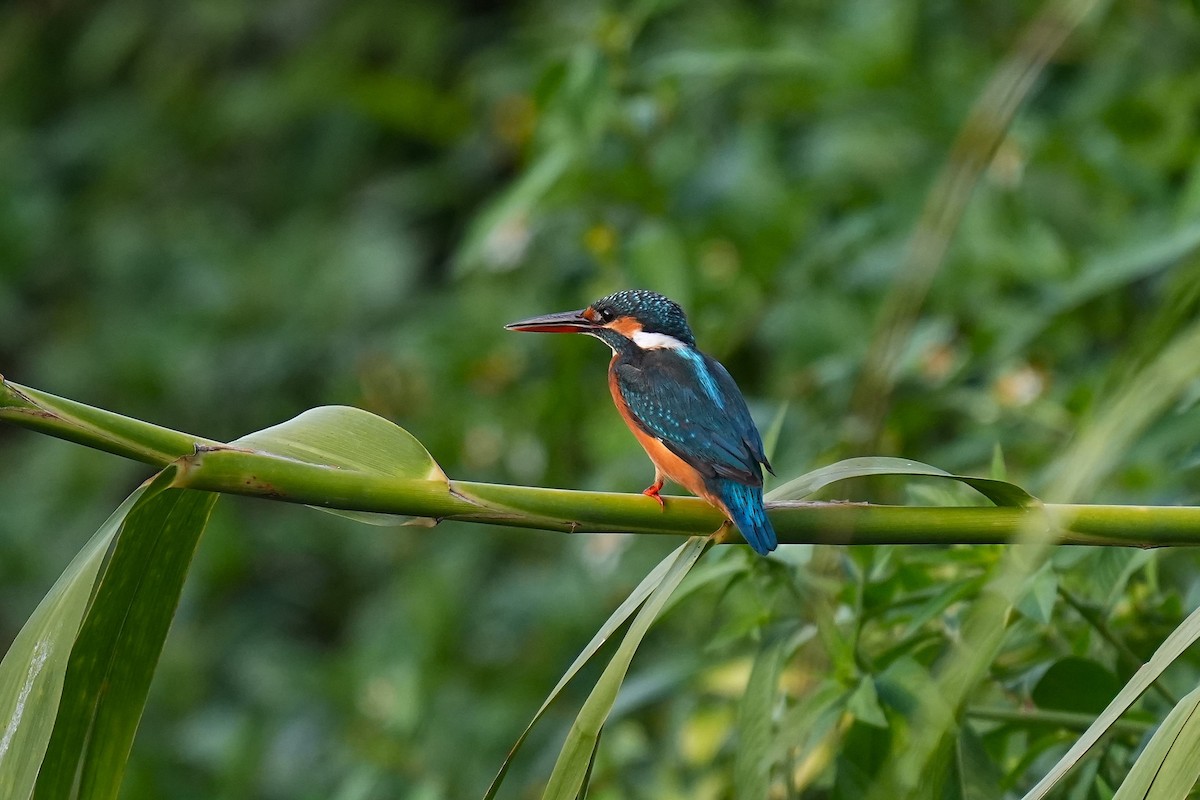 Common Kingfisher - ML642003840
