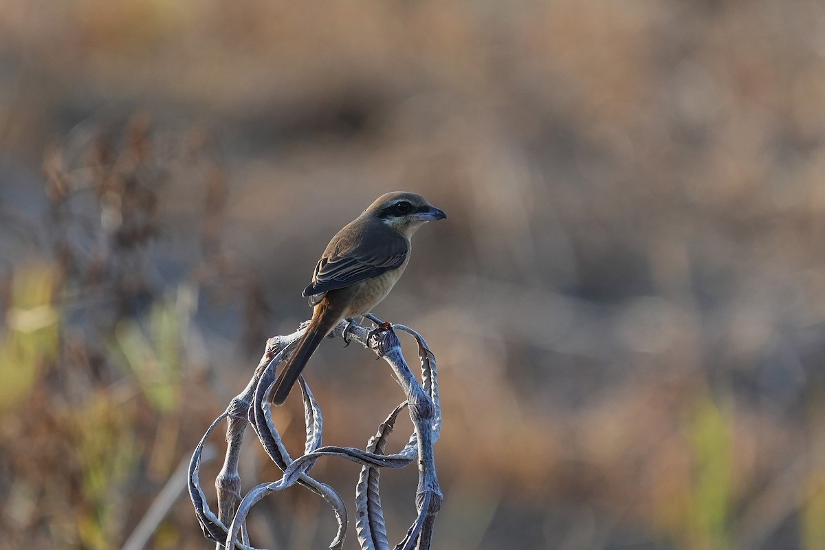 Brown Shrike - ML642003841