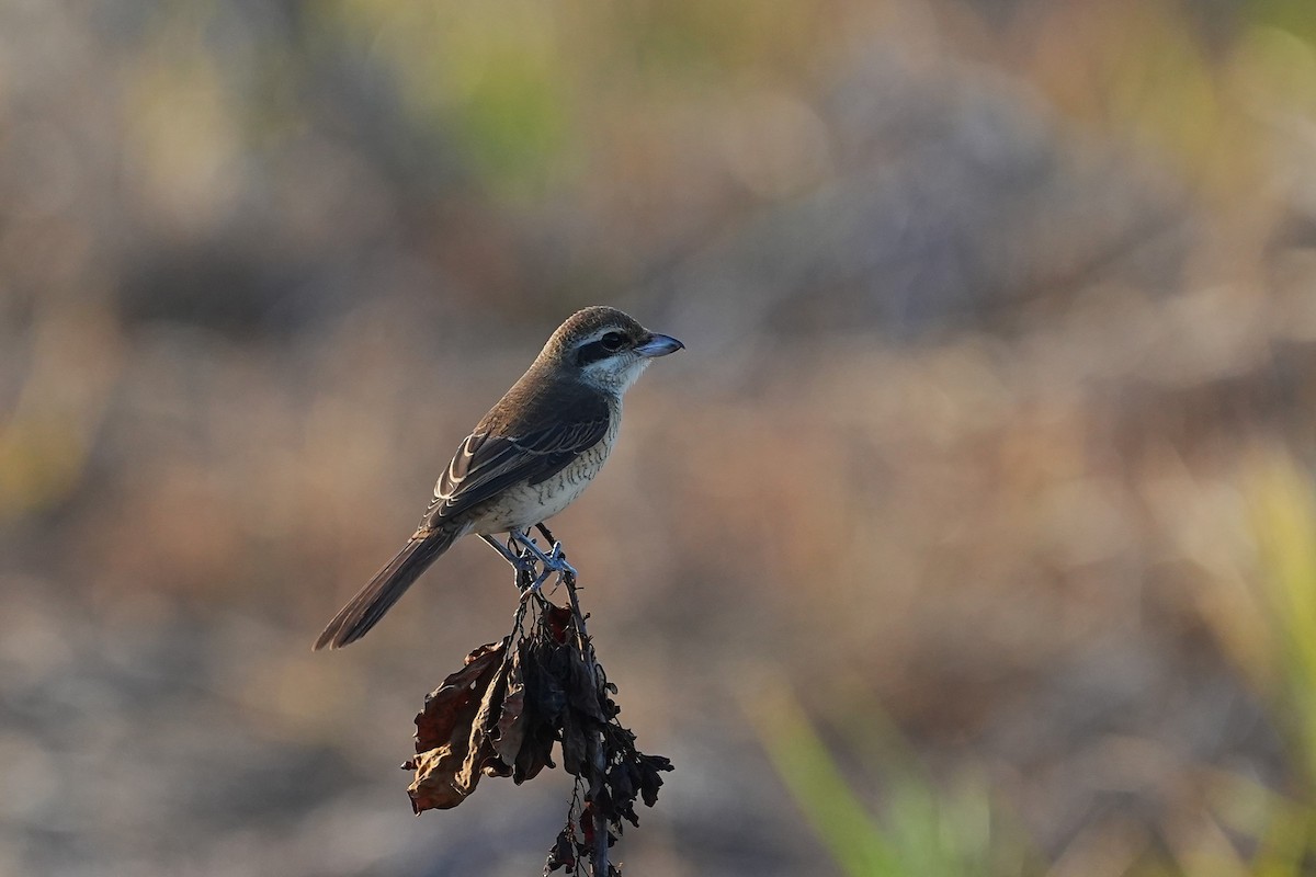 Brown Shrike - ML642003842