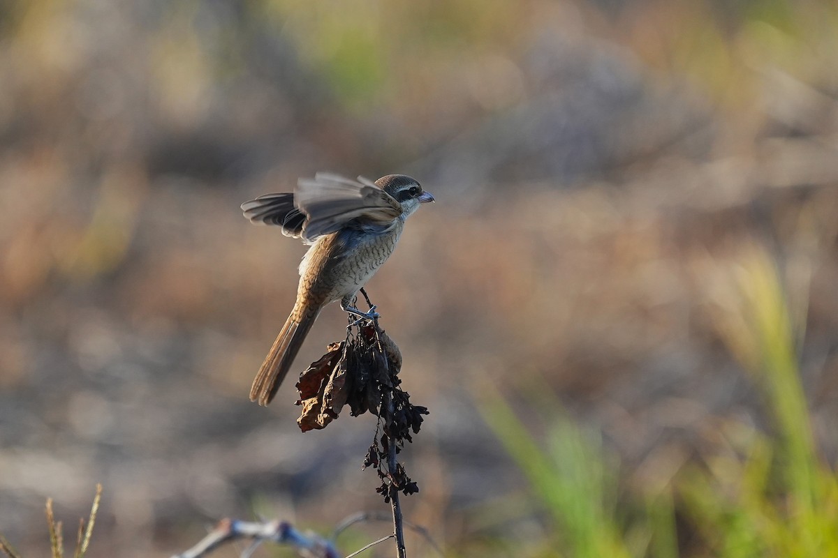 Brown Shrike - ML642003843