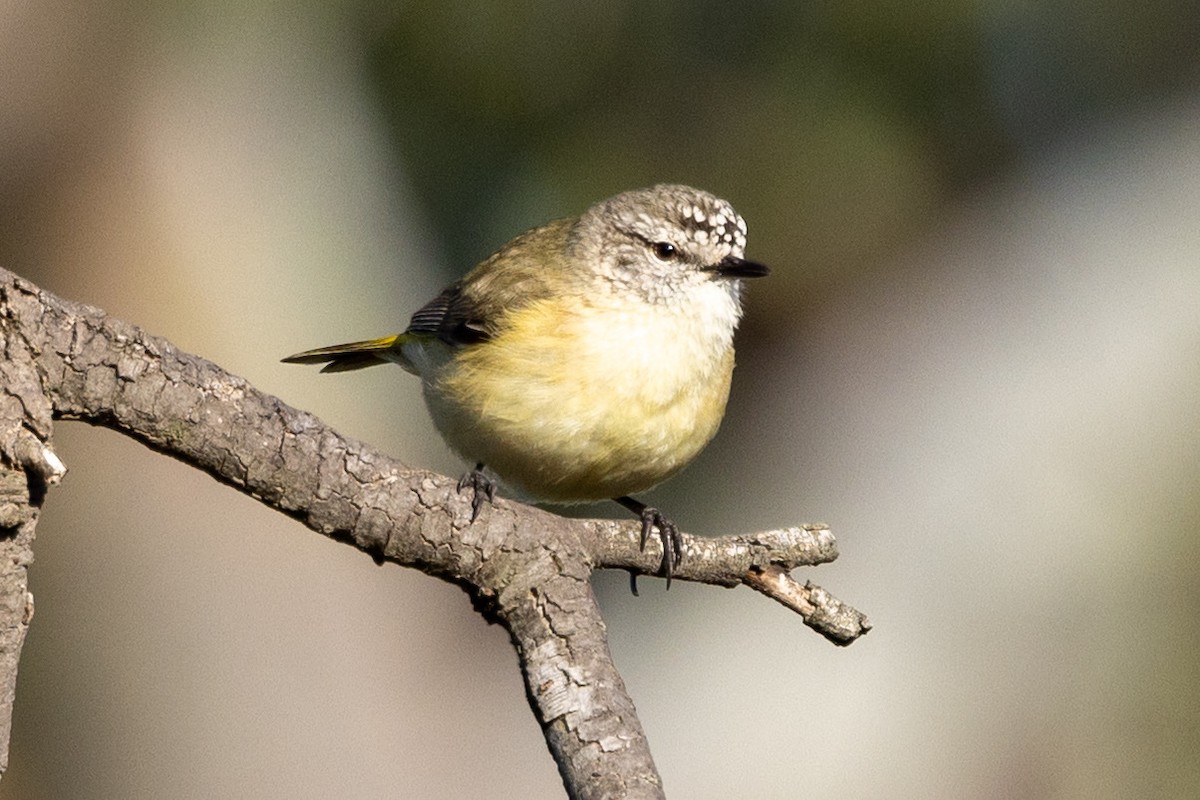 Yellow-rumped Thornbill - ML642003847