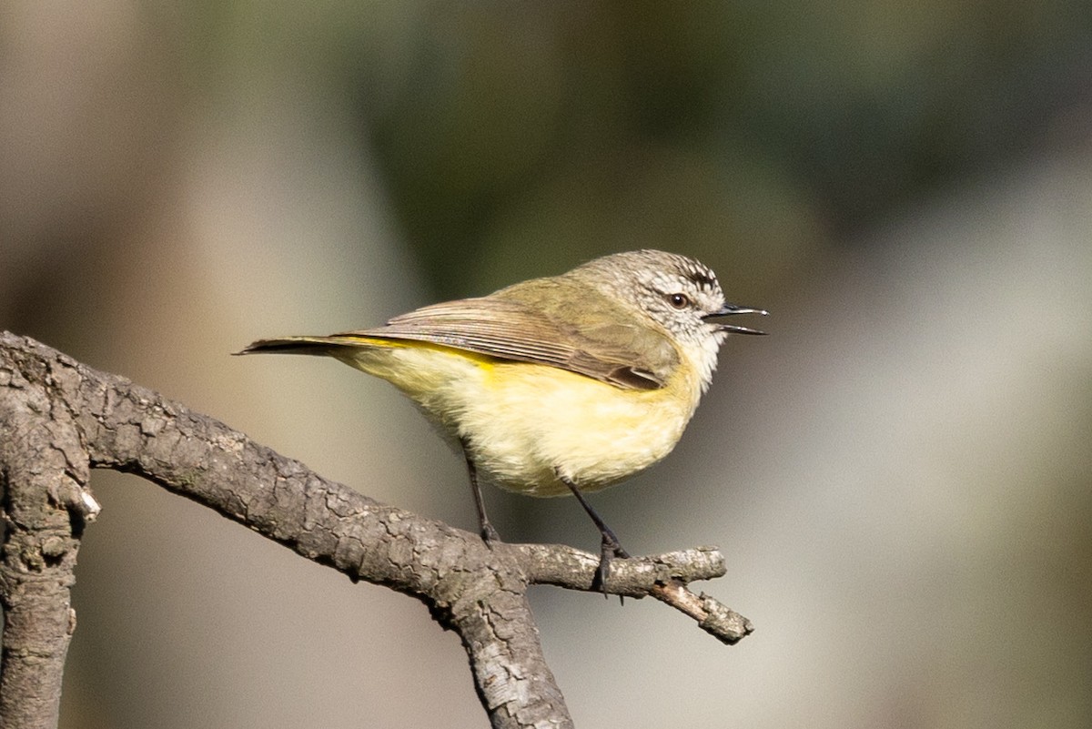 Yellow-rumped Thornbill - ML642003848