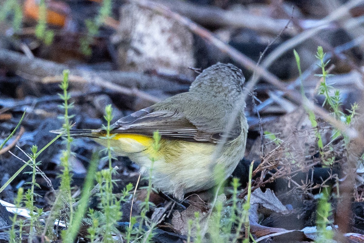Yellow-rumped Thornbill - ML642003851
