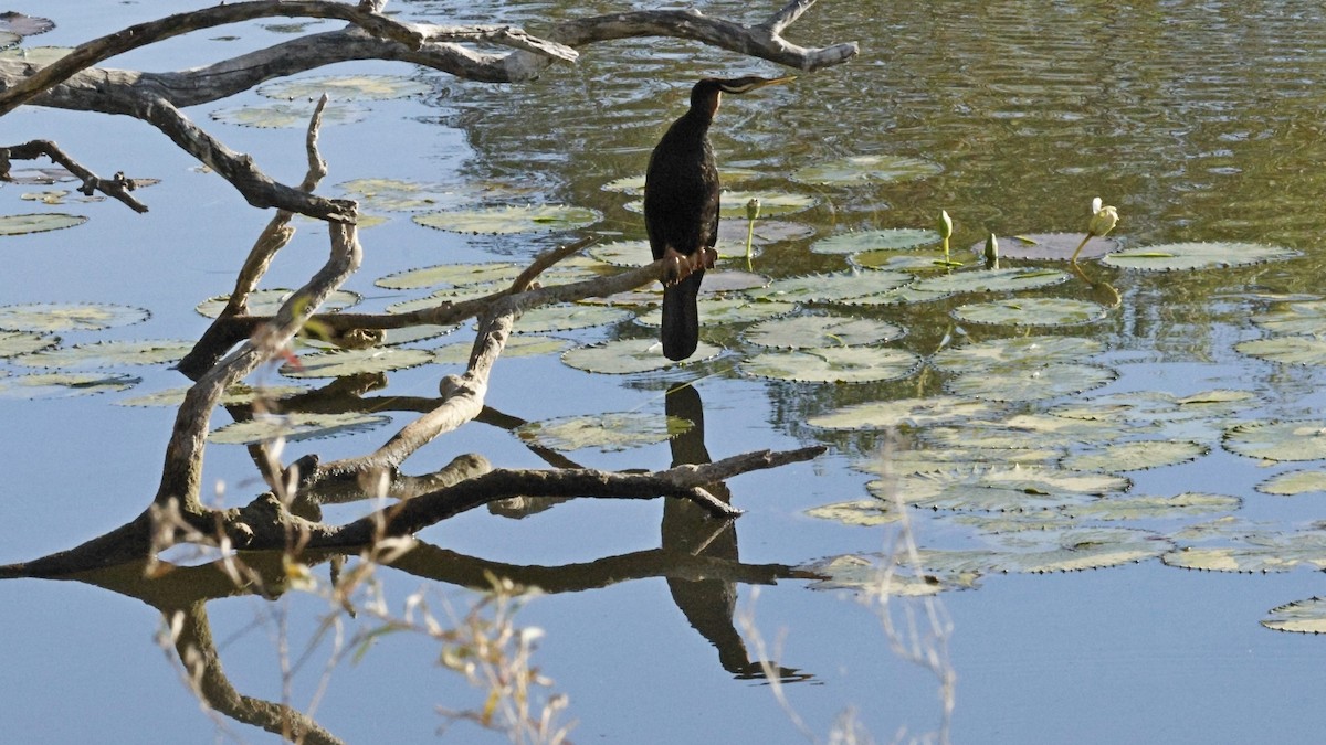 Anhinga australiarra - ML642003856