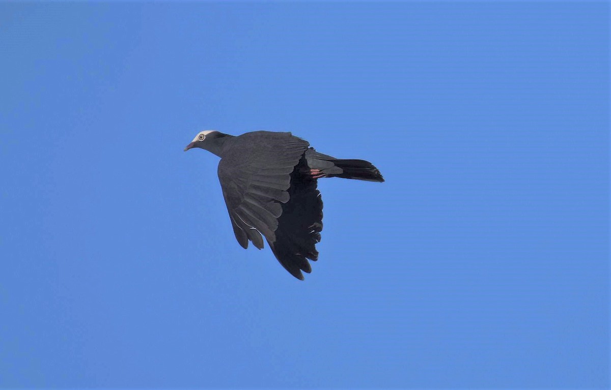 White-crowned Pigeon - ML642003857