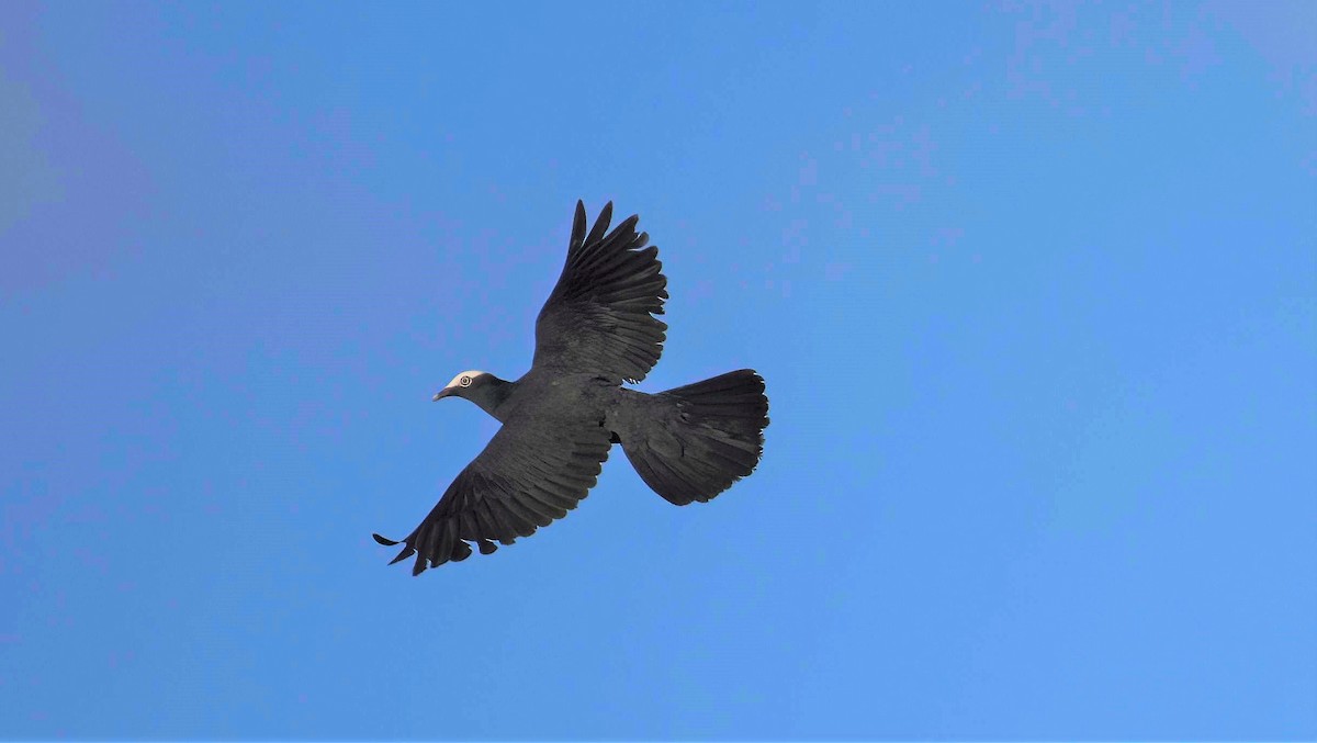 White-crowned Pigeon - ML642003858