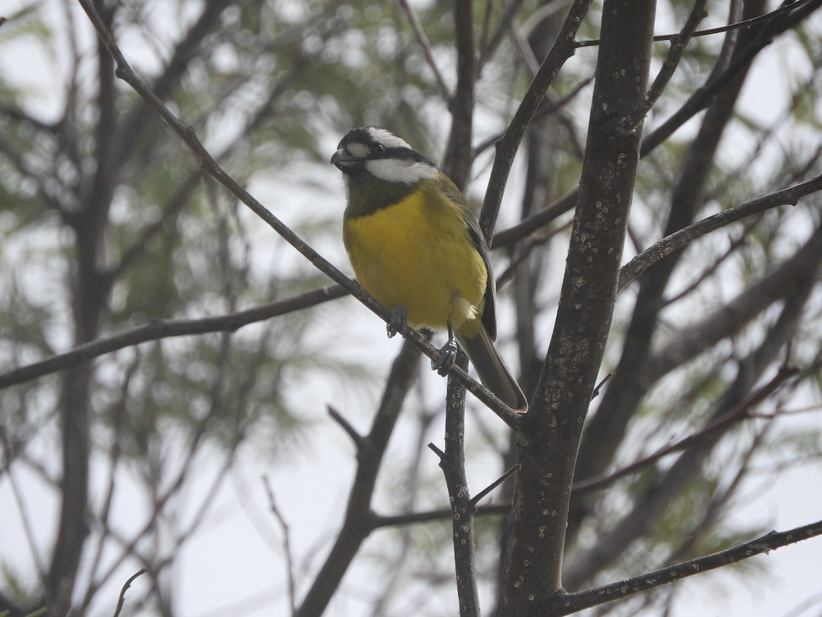 Eastern Shrike-tit - ML642003859