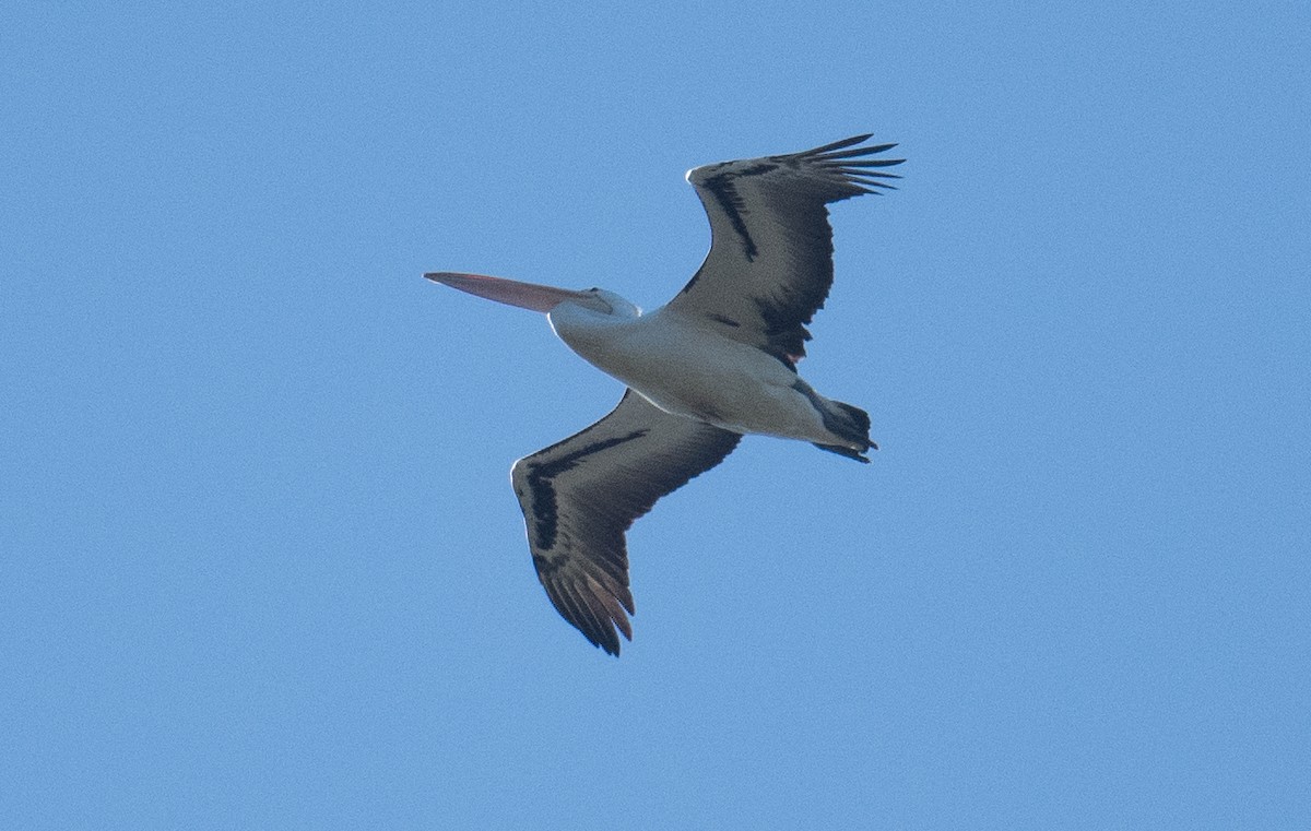 Australian Pelican - ML642003861