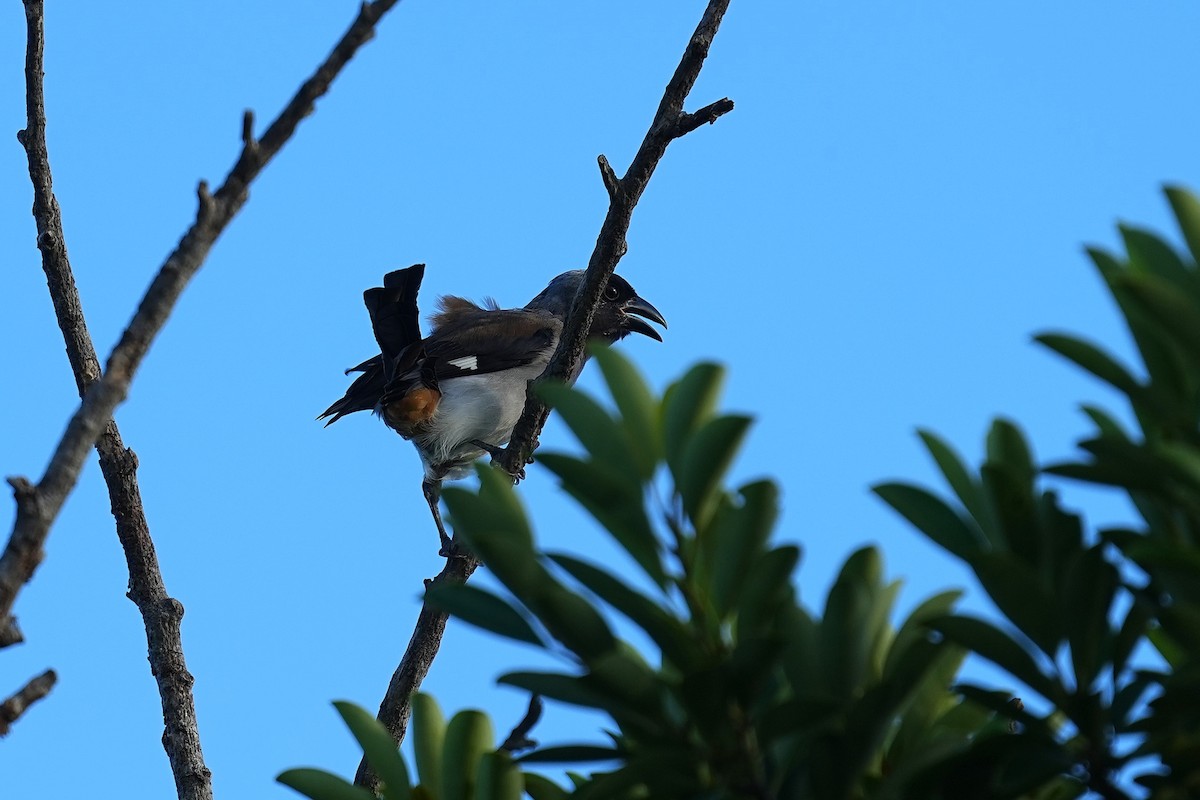 Gray Treepie - ML642003862