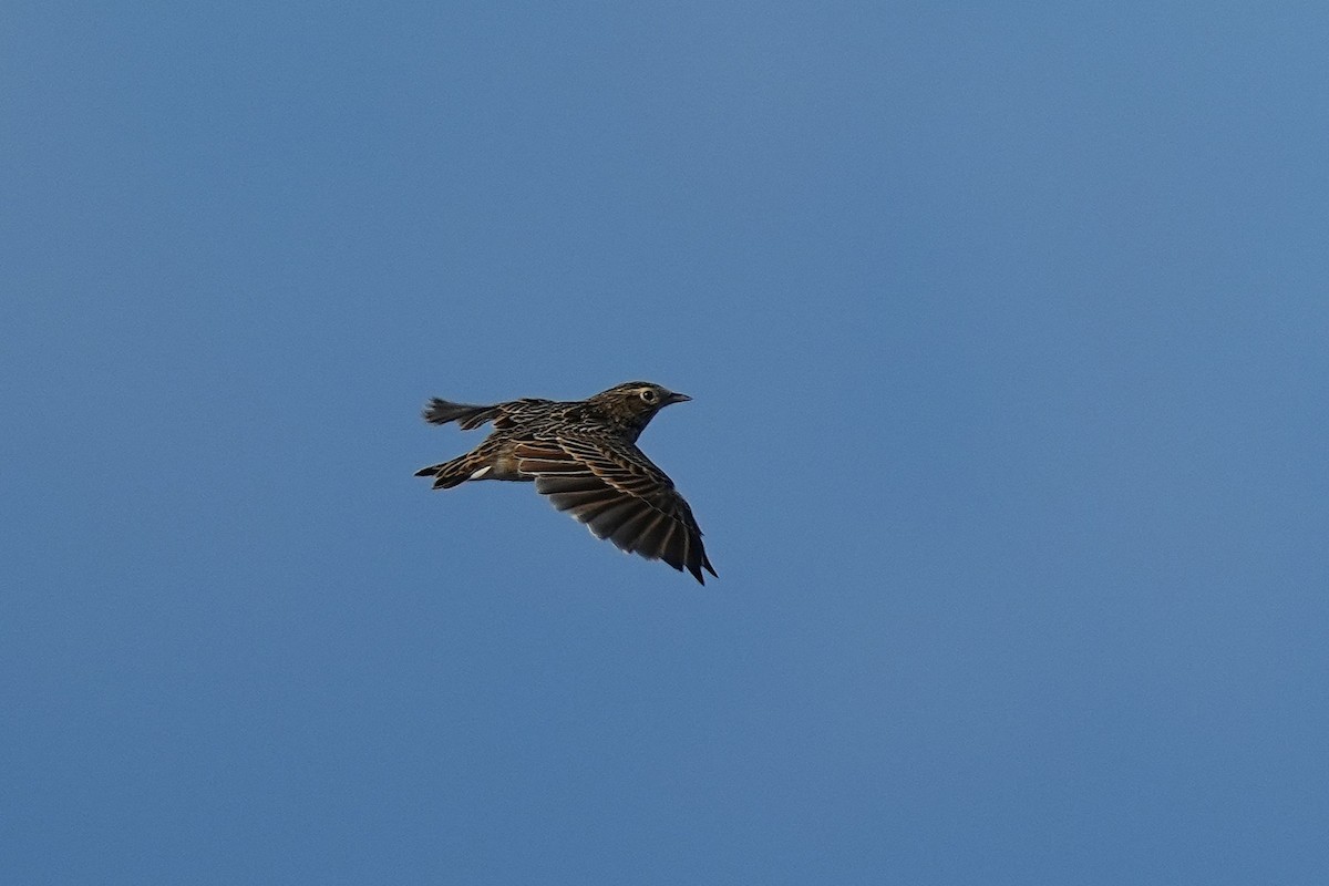 Oriental Skylark - ML642003863