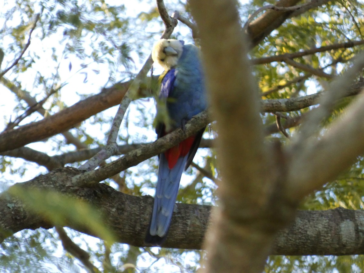 Pale-headed Rosella - ML642003864