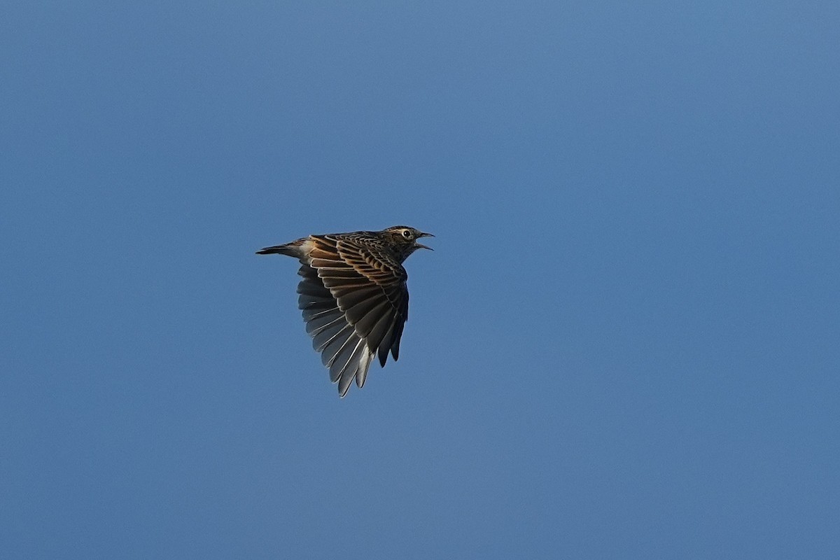 Oriental Skylark - ML642003865