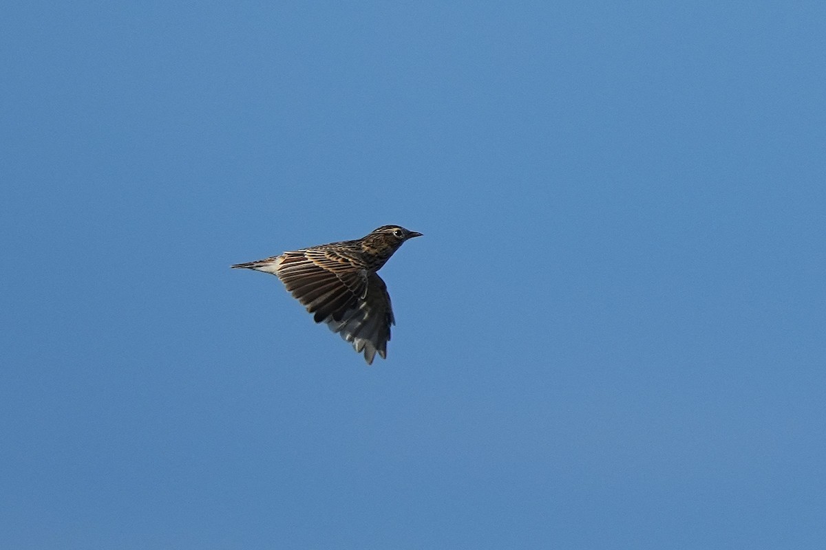 Oriental Skylark - ML642003866