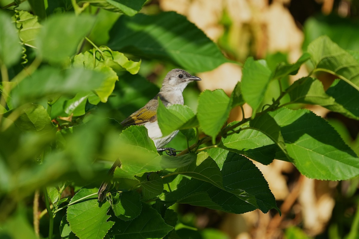 Light-vented Bulbul - ML642003876