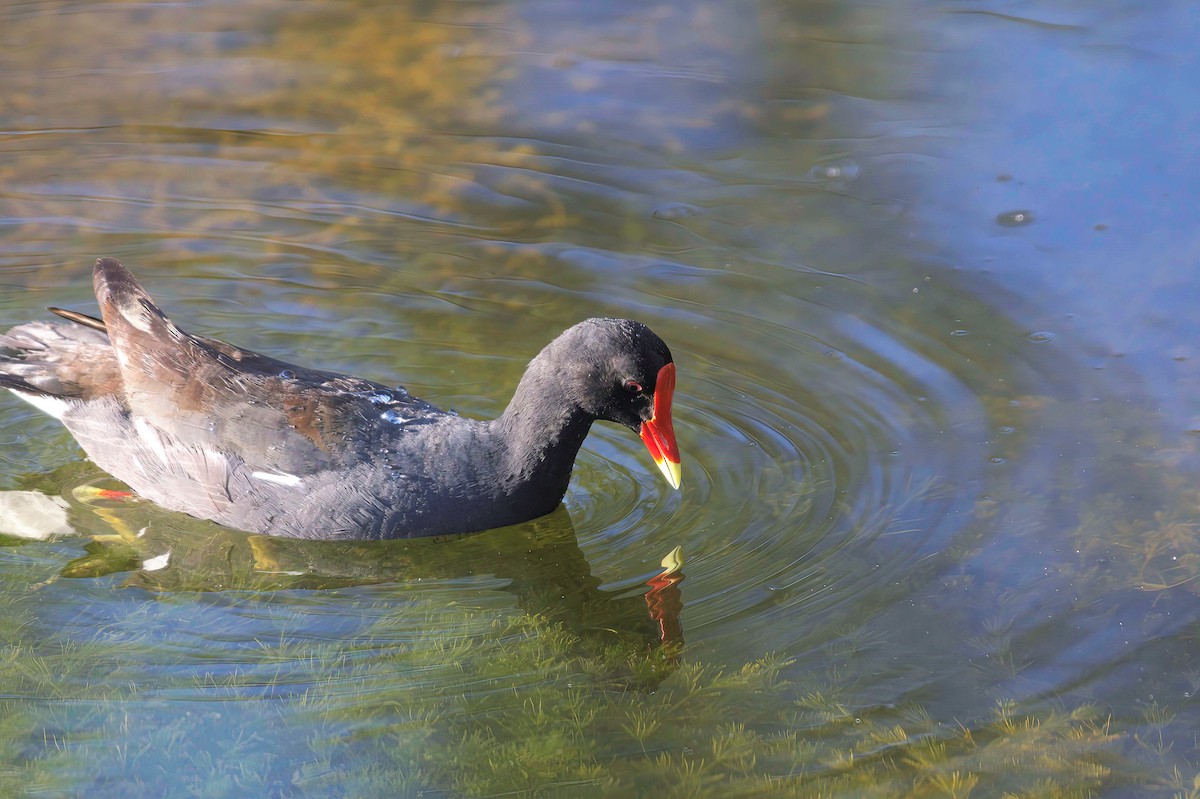 Common Gallinule (American) - ML642003877