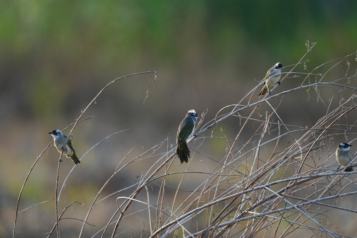 Light-vented Bulbul - ML642003879