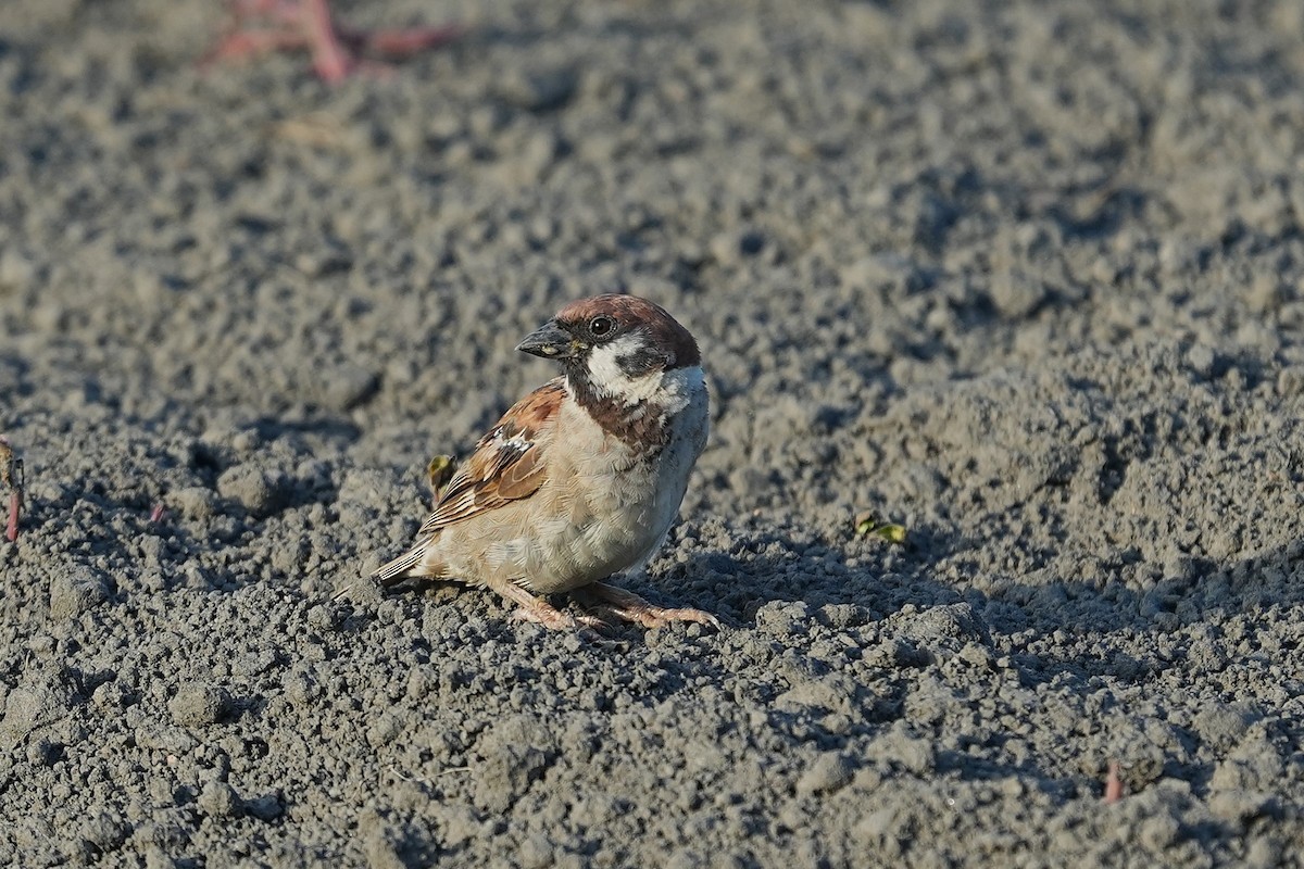 Eurasian Tree Sparrow - ML642003882