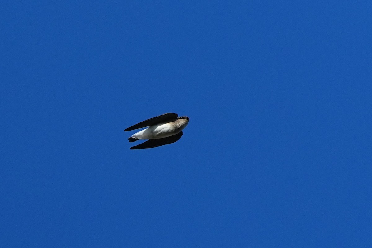Gray-throated Martin - ML642003884