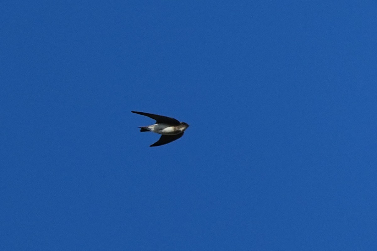 Gray-throated Martin - ML642003885