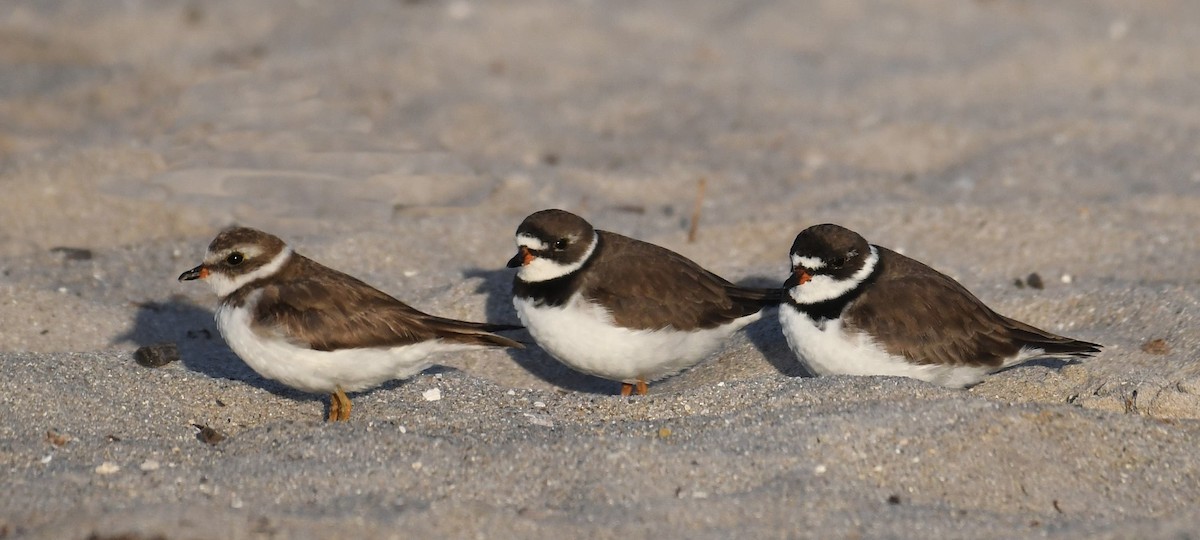 Semipalmated Plover - ML642003887
