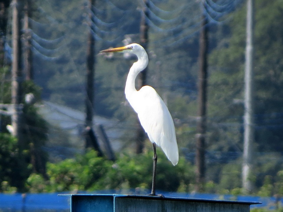 Great Egret - ML642003888
