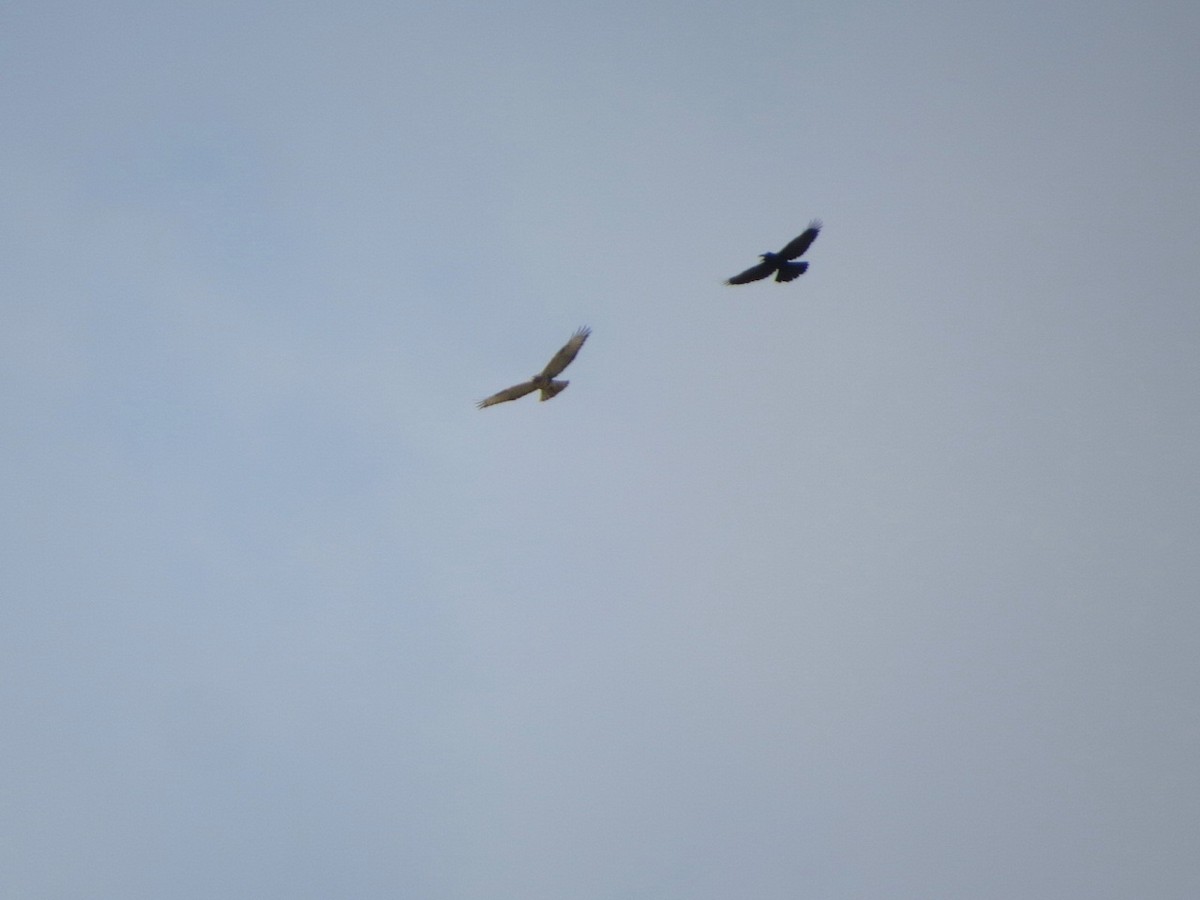 Eastern Buzzard - ML642003889