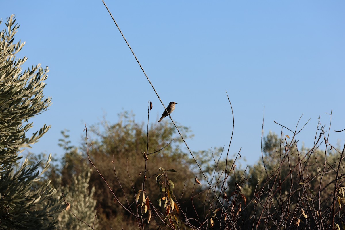 Spotted Flycatcher - ML642003890