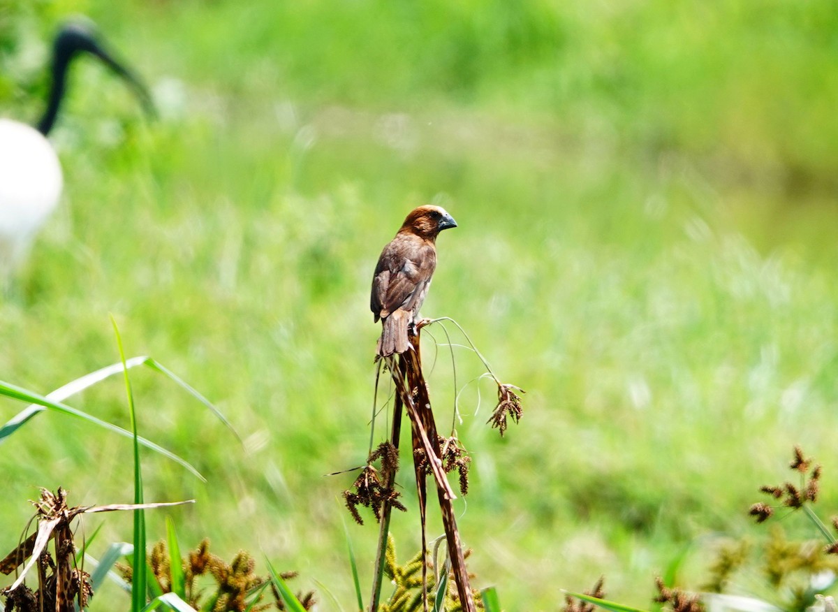 Grosbeak Weaver - ML642003891