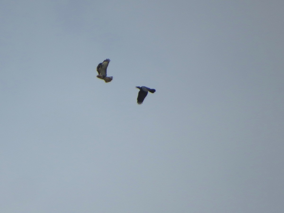 Eastern Buzzard - ML642003892