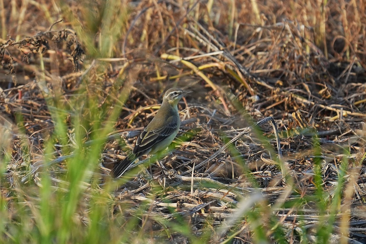 Eastern Yellow Wagtail - ML642003893