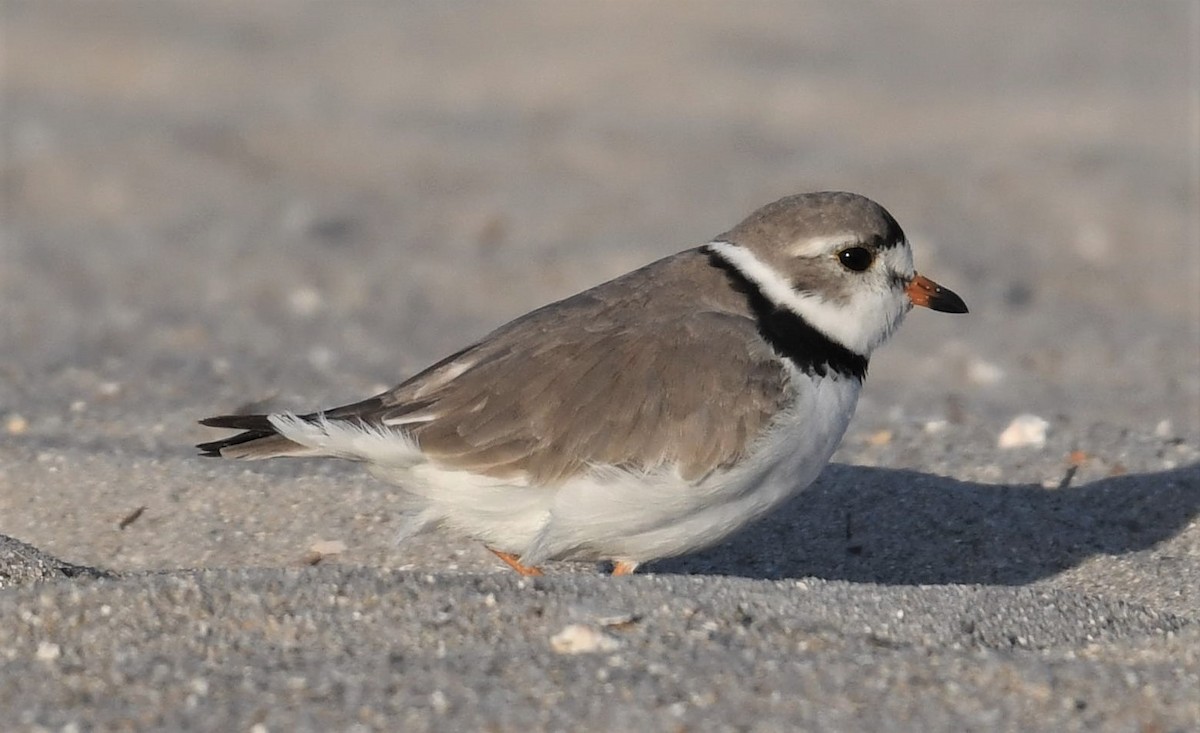 Piping Plover - ML642003894