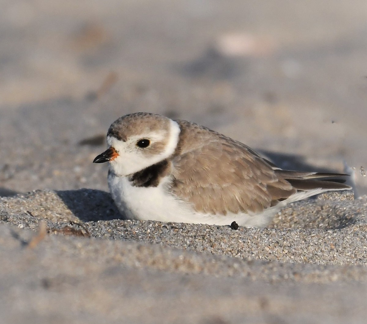 Piping Plover - ML642003895