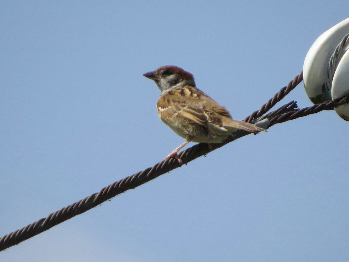 Eurasian Tree Sparrow - ML642003898