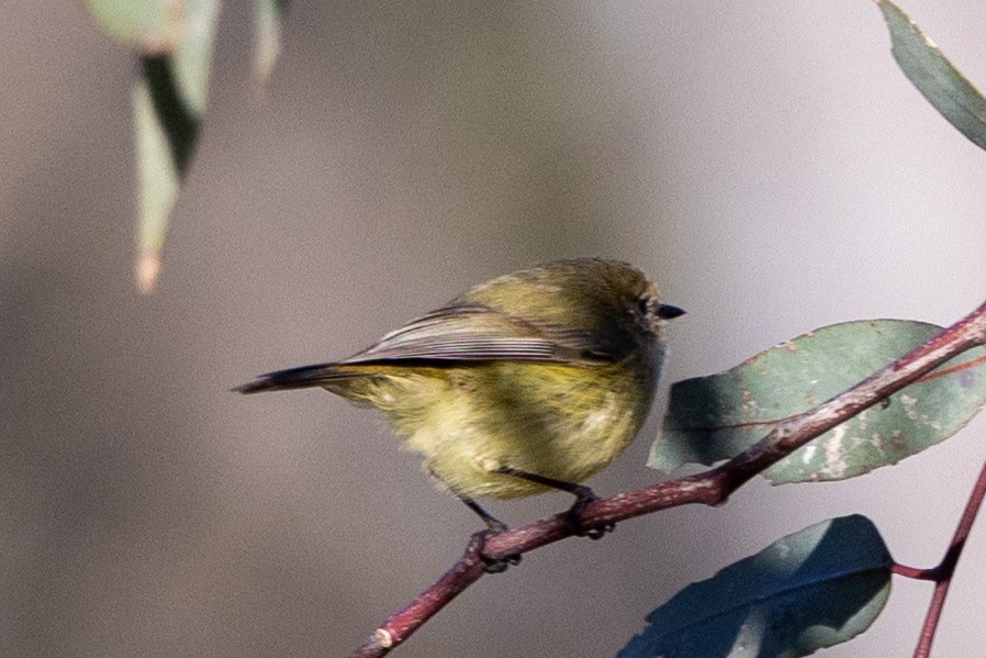 Yellow Thornbill - ML642003899