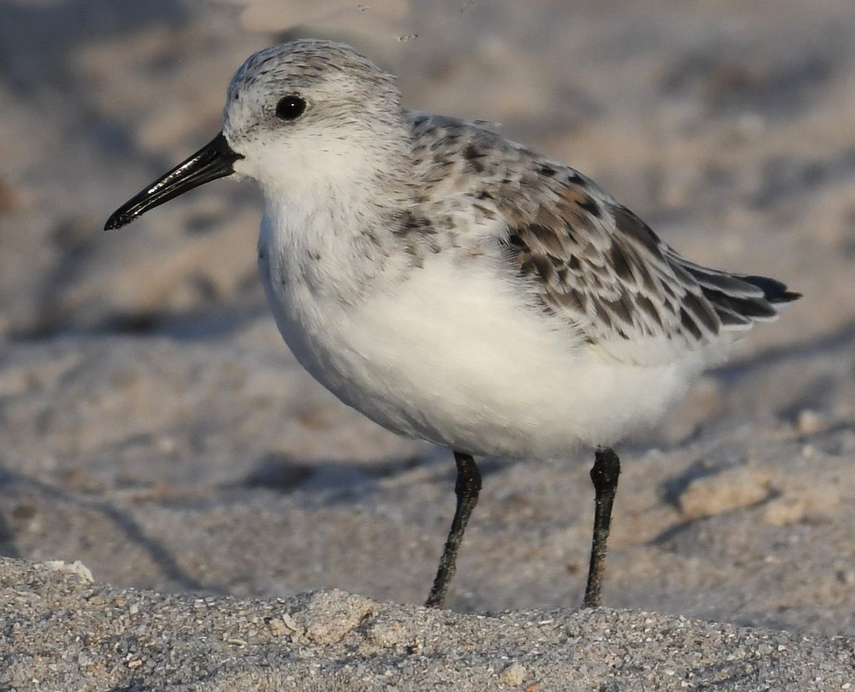 Sanderling - ML642003900